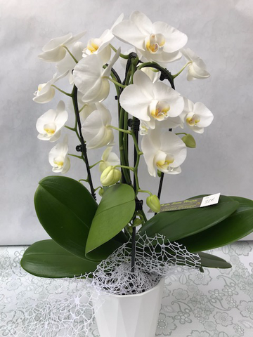 Orchidée Cerceau