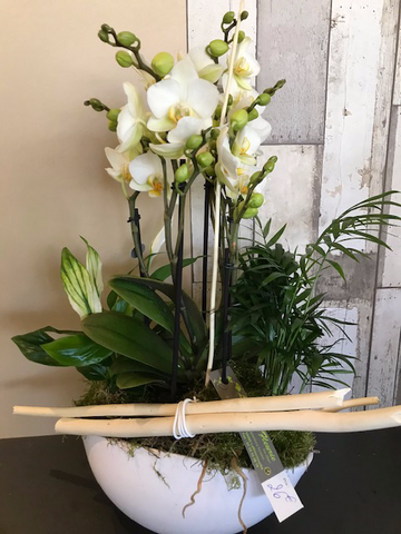 Orchidée et Plantes