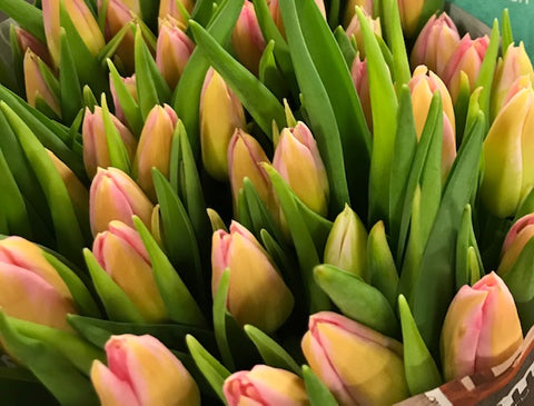 Bouquet de Tulipes
