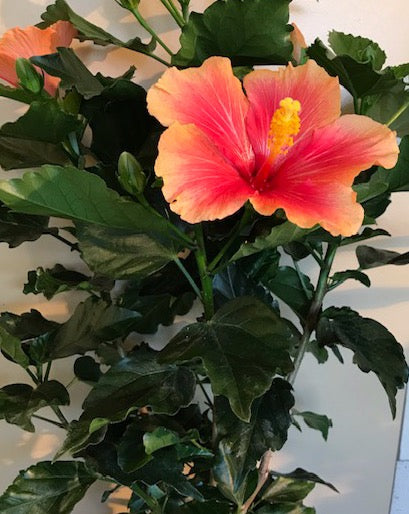 Hibiscus