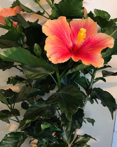 Hibiscus