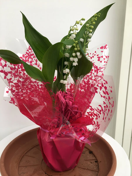 Muguet