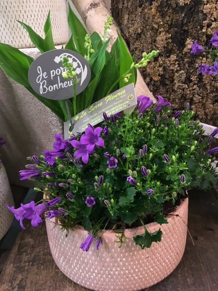 Muguet