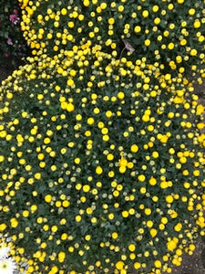 Chrysanthème Pomponette