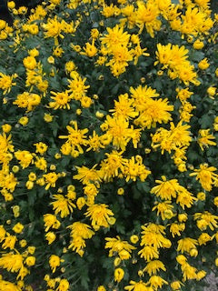 Chrysanthème Pomponette