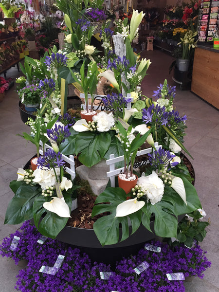 Muguet