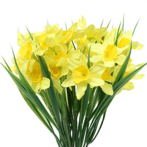 Bouquet de Jonquilles
