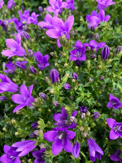 Campanule