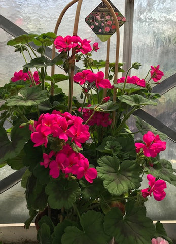 Géranium Cerceau