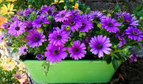 Osteospernum Jardinière