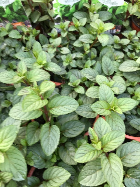 Menthe