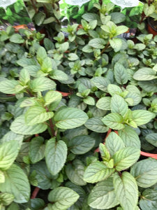Menthe