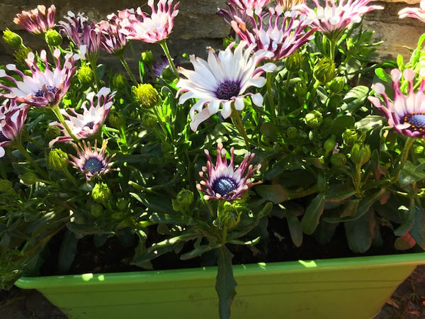 Osteospernum Jardinière