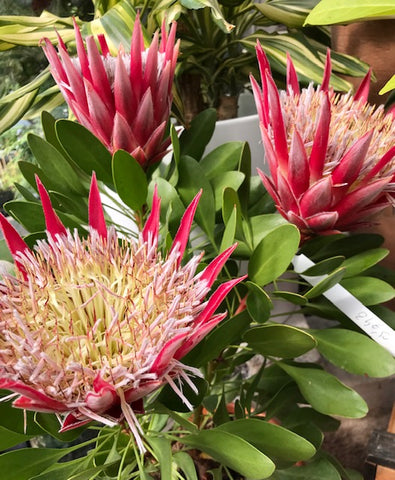Protea