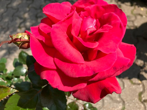 Rosier Jardin