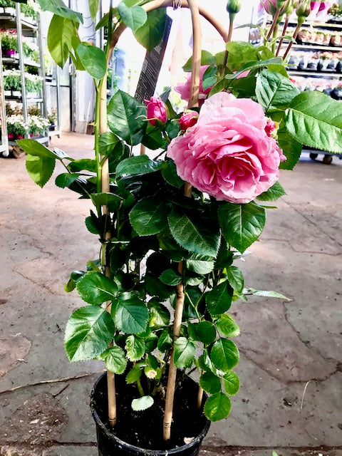 Rosier Jardin