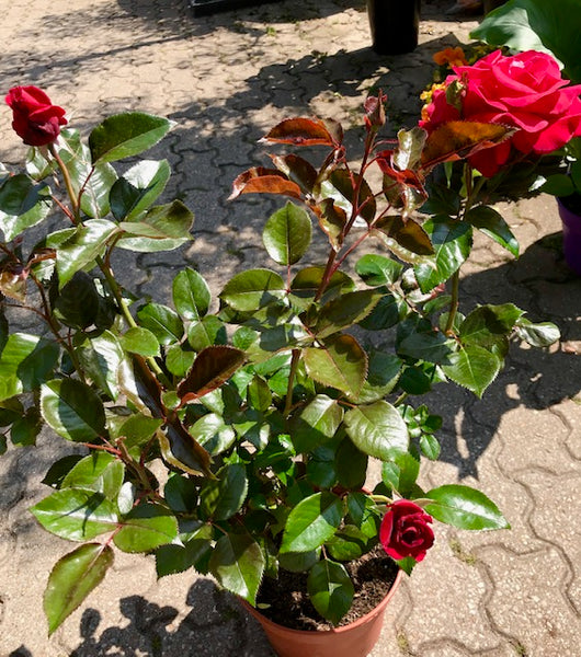 Rosier Jardin