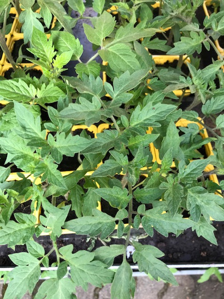Tomate