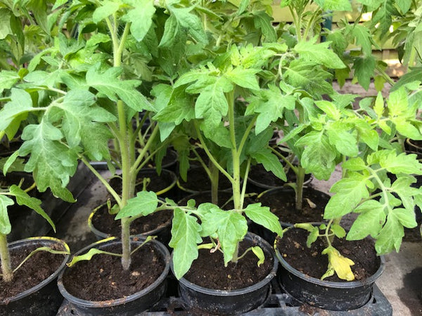 Tomate